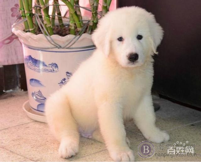 专业繁殖 现出售成犬幼犬 包健康包纯种包养活